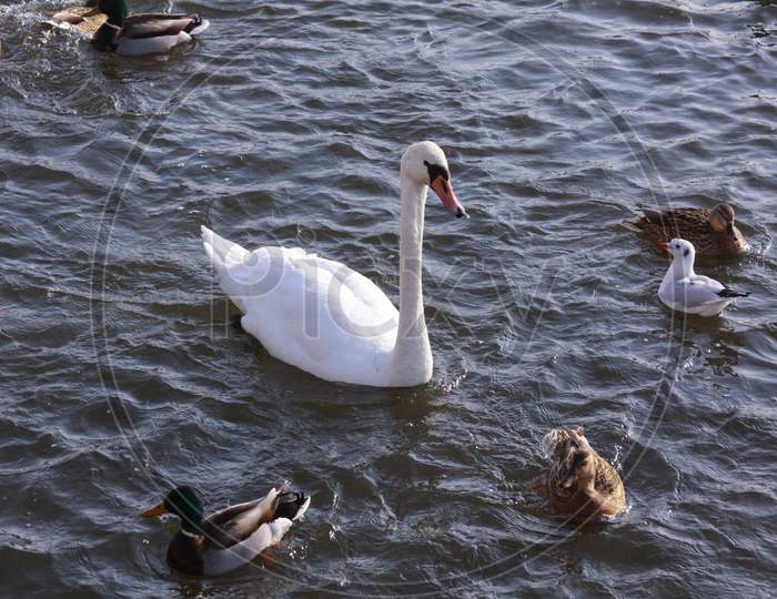White Swan Surrounded By Ducks On River Surface