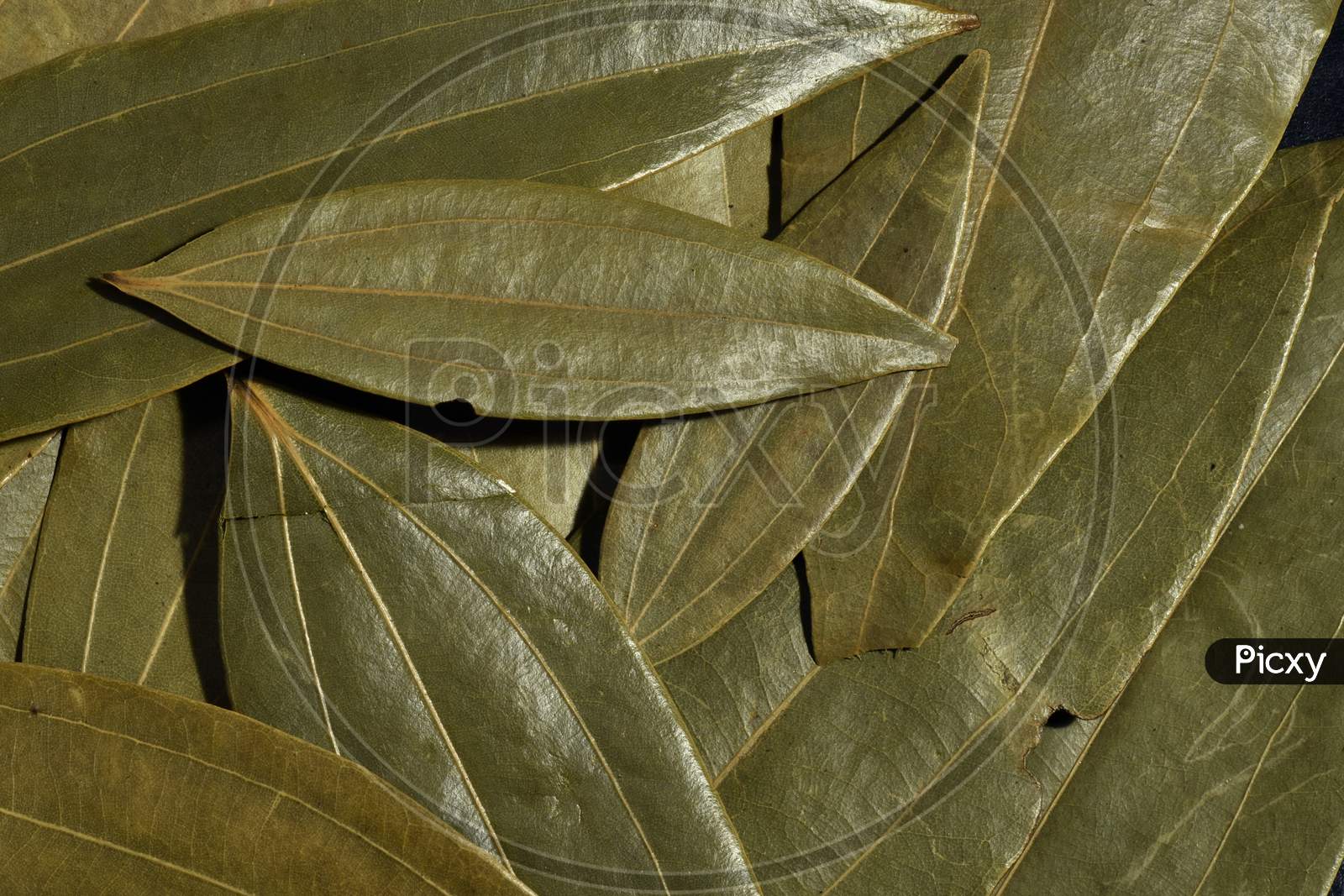 Bay leaf closeup photos . Indian spice