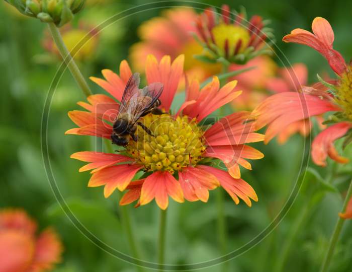 Nectar of beautiful orange coloured flower