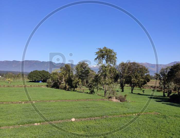 Scenic view of agriculture field with clear blue sky