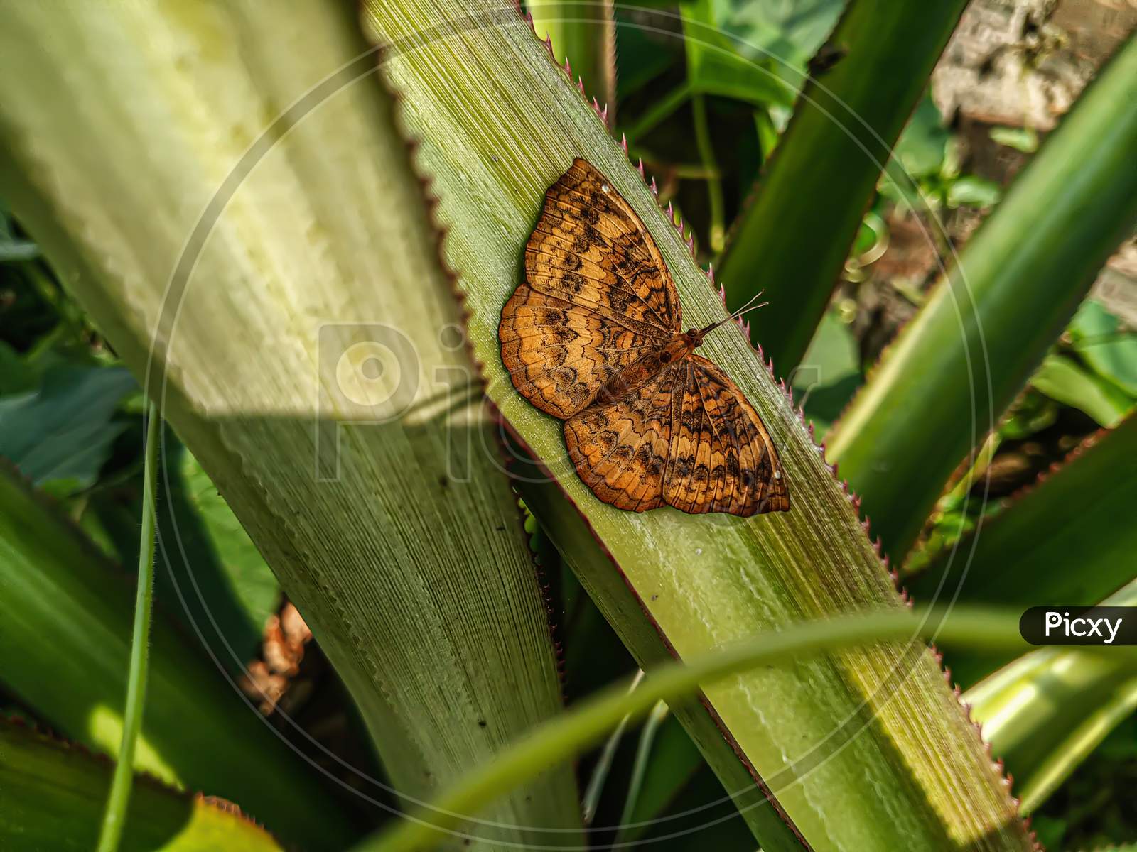 An orange butterfly with brown lines.