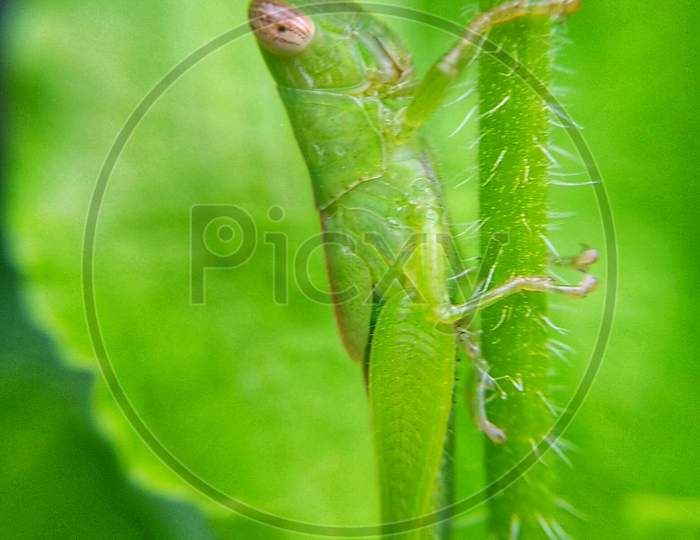 A Green Grasshopper on a leaf, 2020