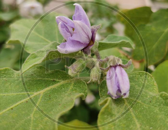 Violet brinjal flowers and buds