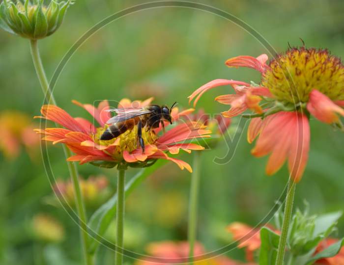 Nectar on beautiful orange coloured flower