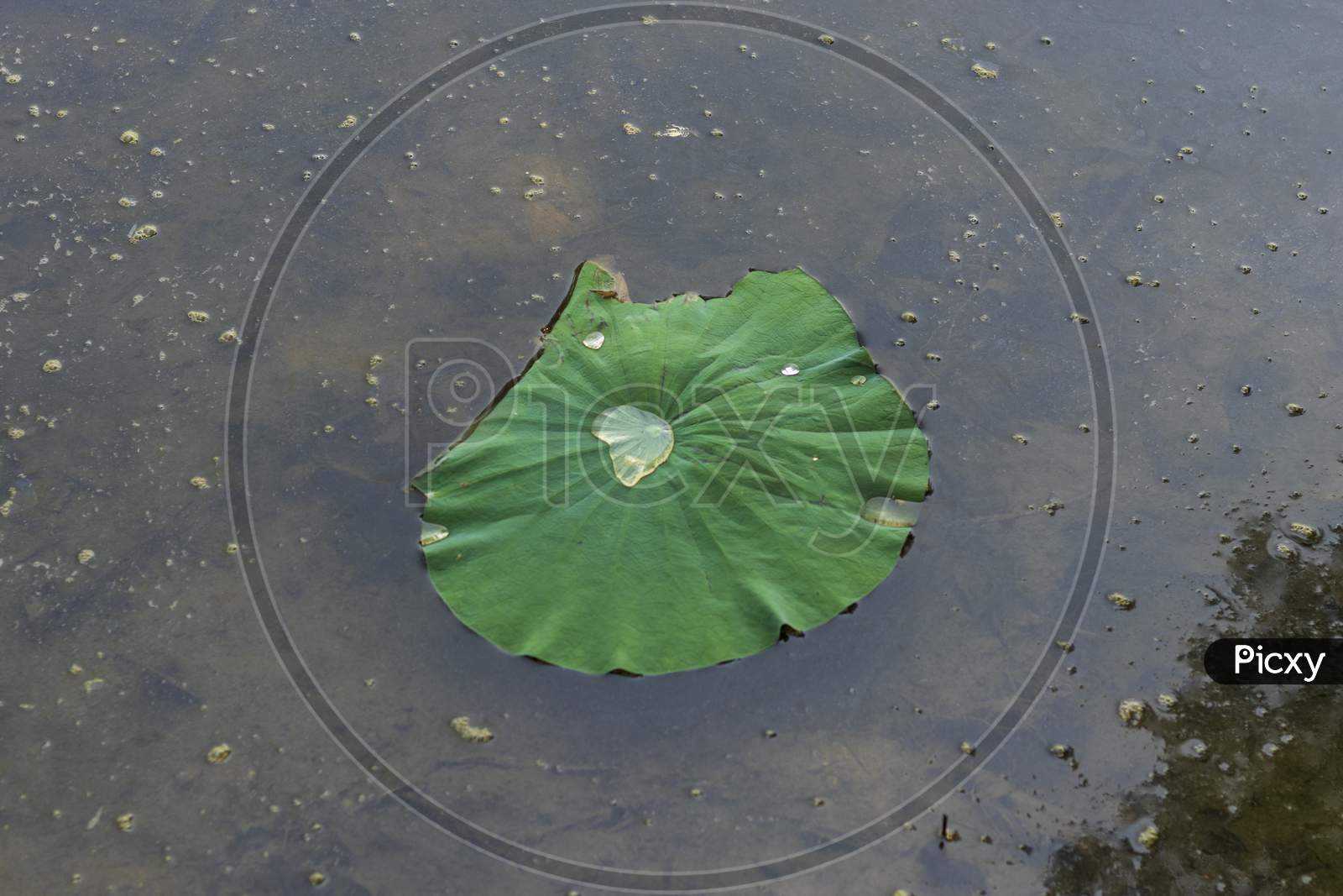 Green Leaf Floating On Still Lake Water