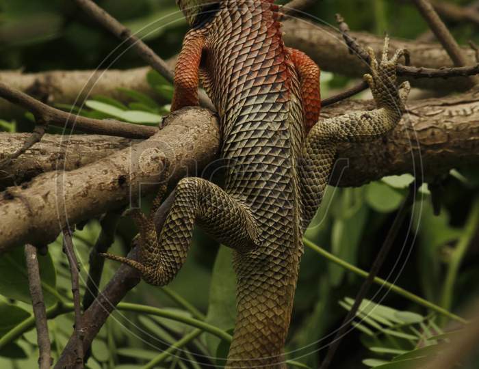 lizard with a pose