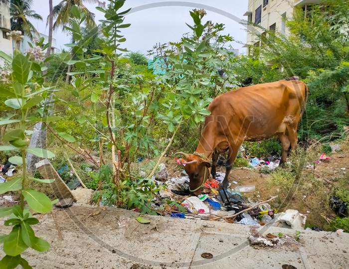 Chennai, India, October 26Th 2020: Domestic Cow Eating Waste Plastic Bag In Street Garbage. Cows Eating Garbage Dump Household Waste, Deadly Eating Plastic Bags. Garbage Dirt Poverty India.