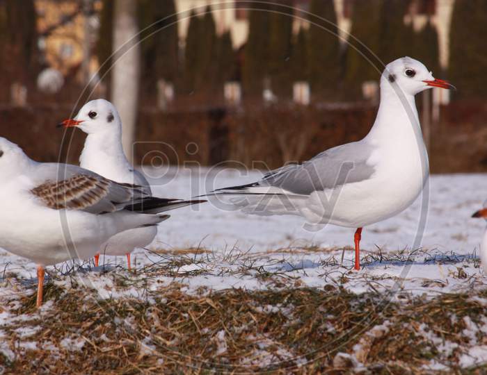 Black-Headed Gulls In Cold Winter On River Bank