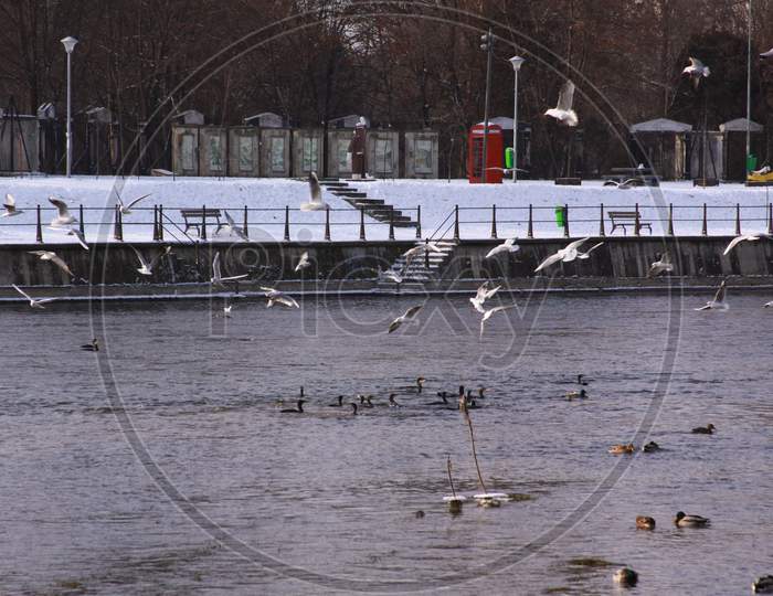 Winter Birds Flying In Cluj-Napoca, In Cold Winter