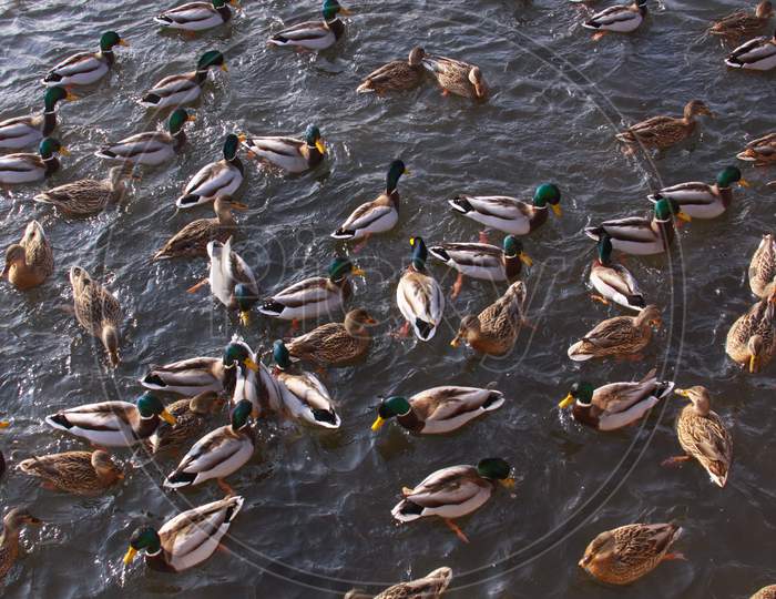 Pond With Many Birds Feeding, Ducks And Gulls