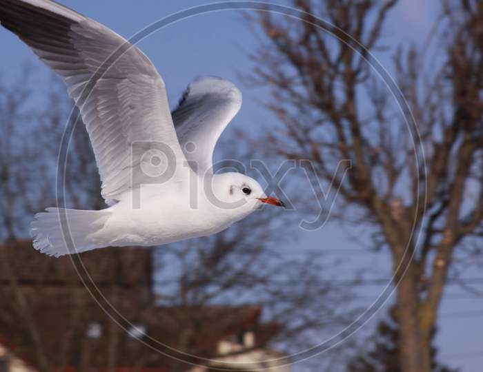 Black-Headed Gull Flying In Cold Winter In City