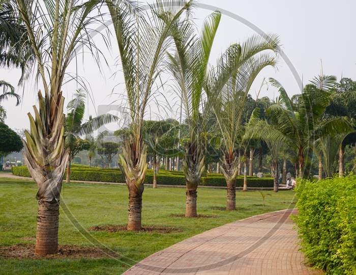 Path and Palm