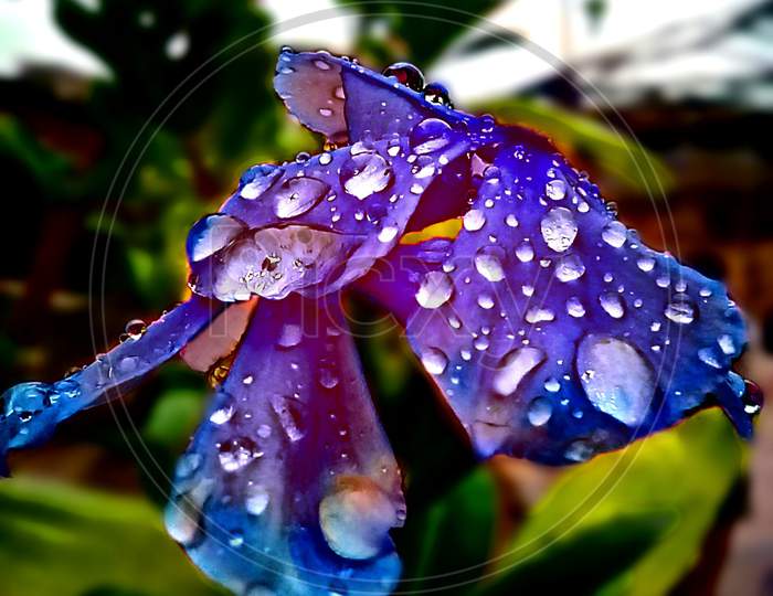 Flower blooming with water drop,the shining beauty