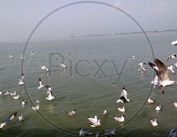 Seabird /Gull at River Ganges