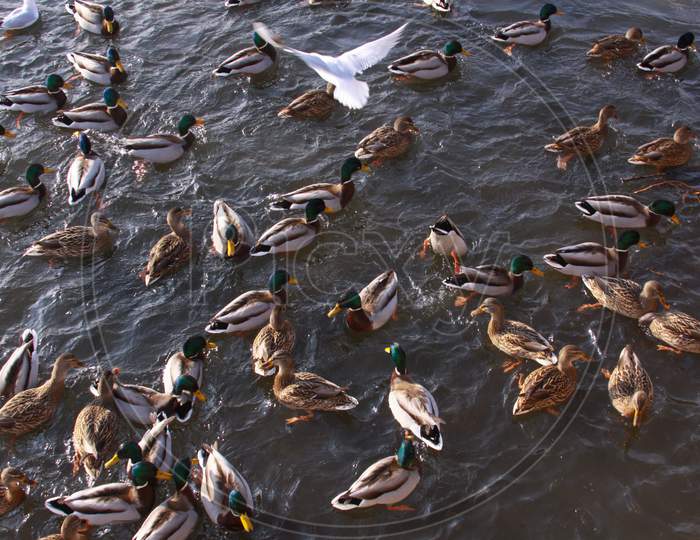 Many Ducks And Gulls On Lake - Avian Frenzy