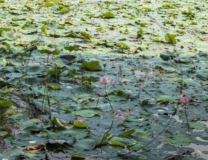 Green Leaf And Pink Flower Inside Lake Water