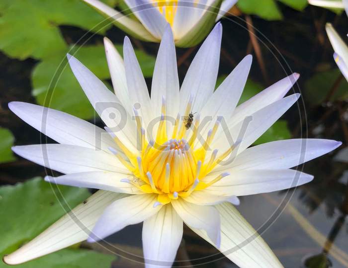 Lotus macro shot