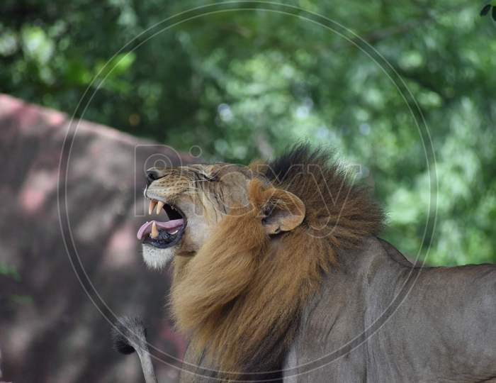 Lion give facial expression. My clicks.