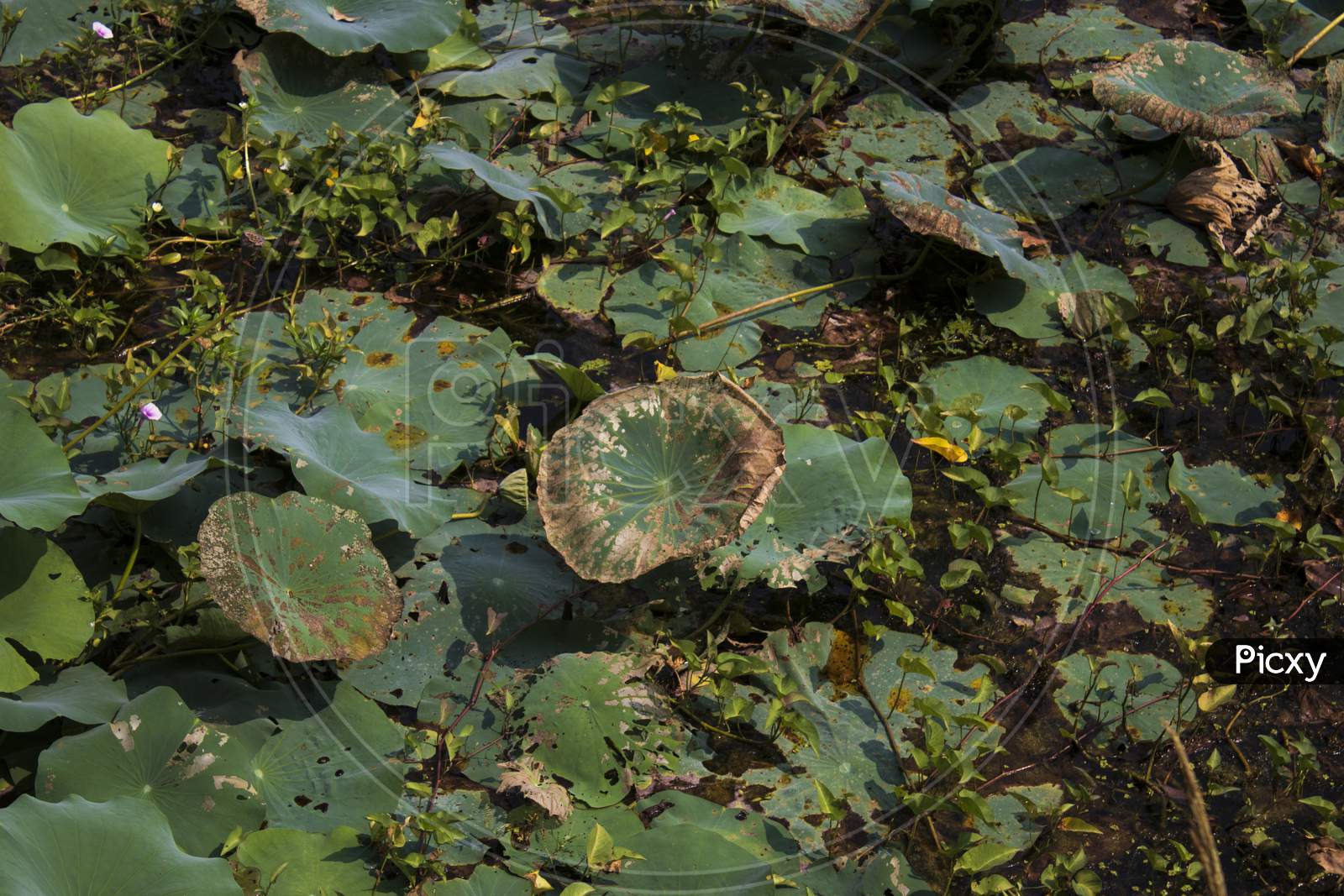 Green Leaf Floating On Lake Water