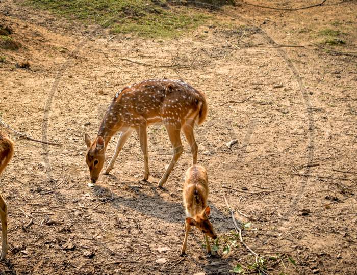 Spotted Deer (Chital)