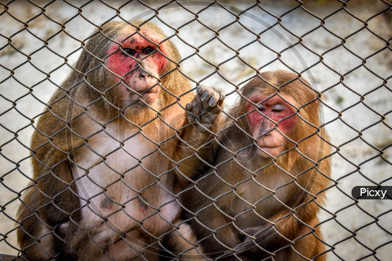 Indian Monkeys caged in Zoo