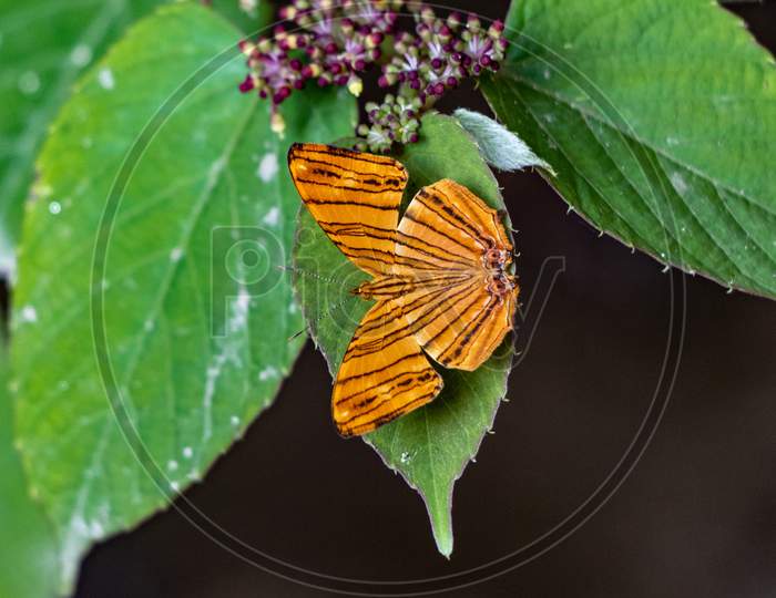 Chersonesia risa, the common maplet butterfly
