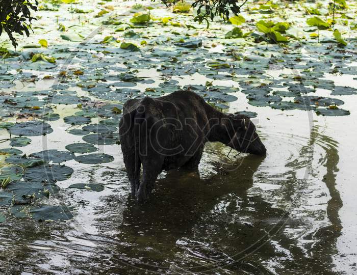 Indian Black Buffalo Standing Inside Lake