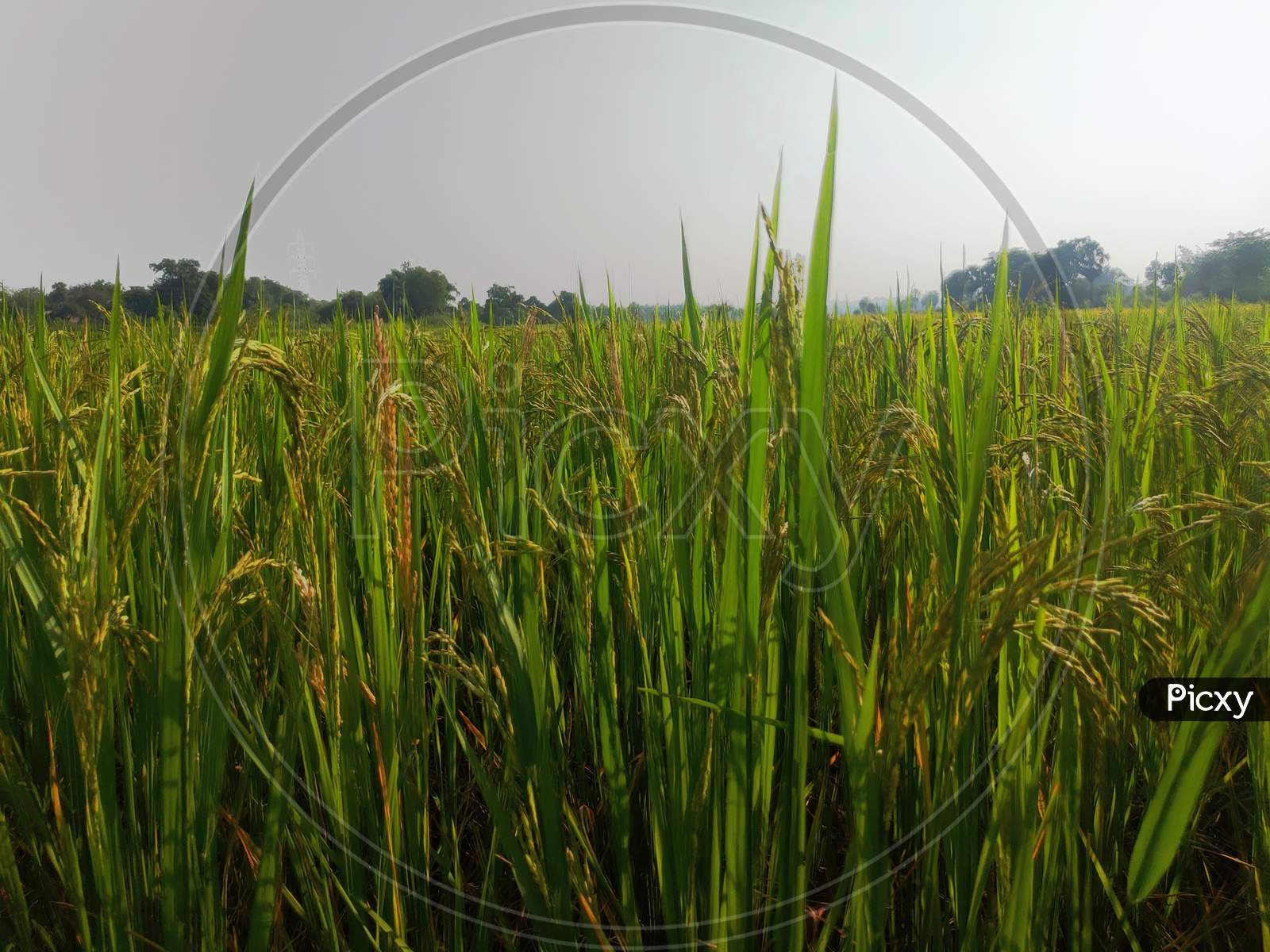 Rice grass(Dhaan).