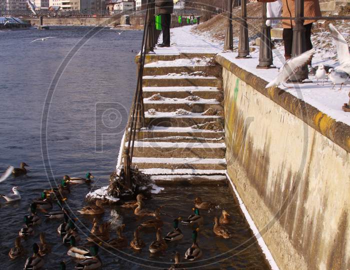 People Feeding Ducks On Somes River In Winter