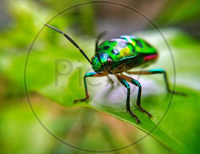 A green insect on a leaf, 2020