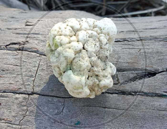 Coral white