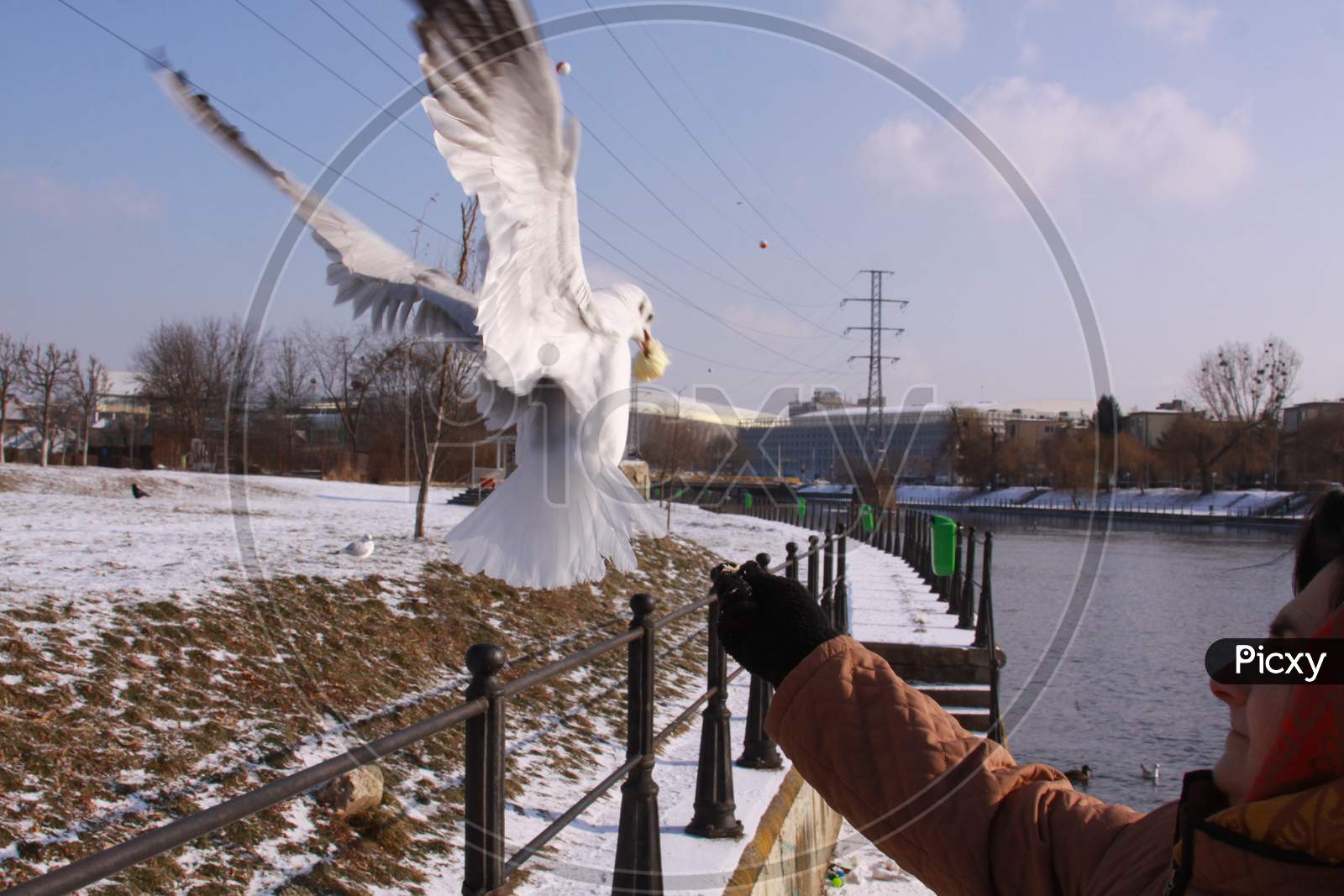 Woman Feeding Flying Gull From Hand In Winter