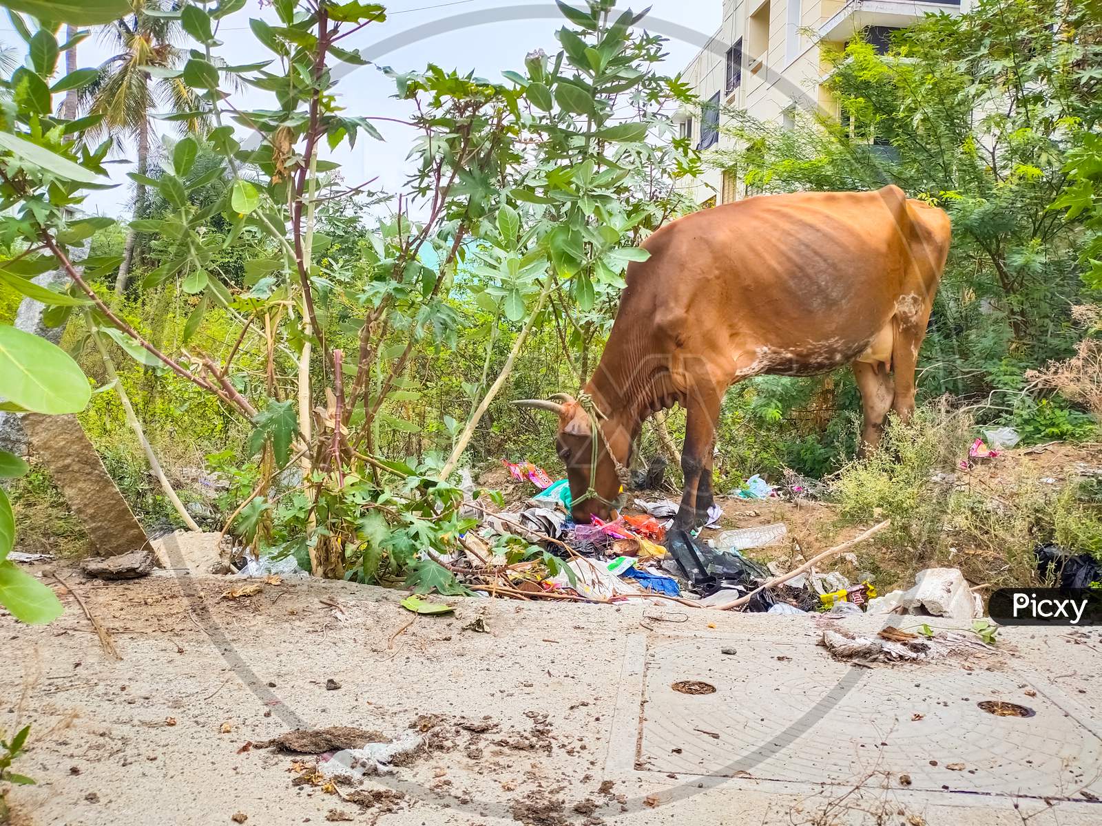Chennai, India, October 26Th 2020: Domestic Cow Eating Waste Plastic Bag In Street Garbage. Cows Eating Garbage Dump Household Waste, Deadly Eating Plastic Bags. Garbage Dirt Poverty India.
