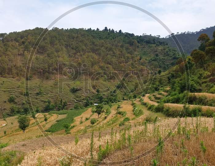 Terraced field landscape - Photo of terraced wheat field after harvesting, After harvesting terraced wheat field with selective focus, Terraced field with mountains of Himachal Pradesh, India