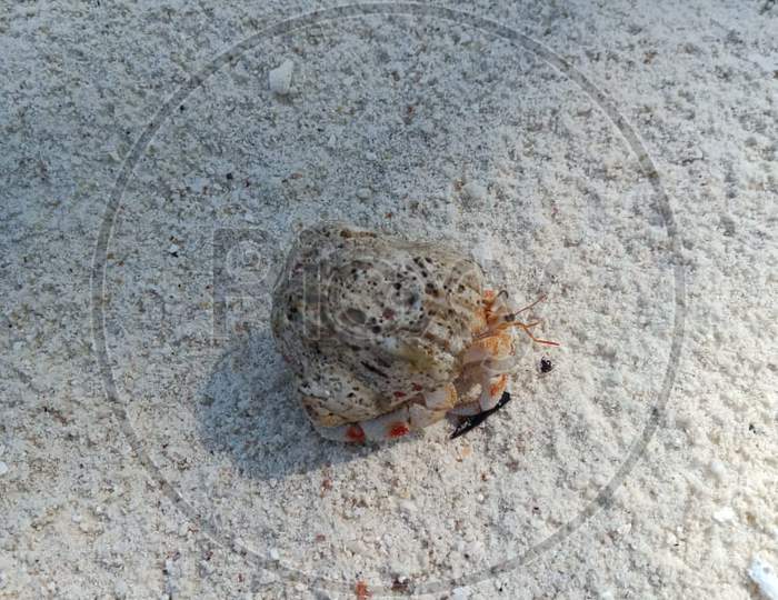 Varnit Crab