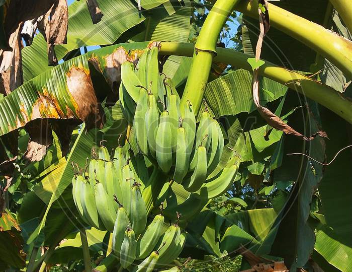 Tender Banana