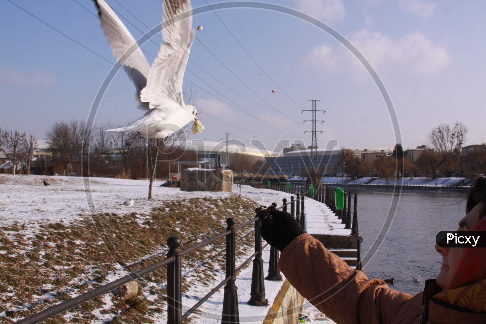Woman Feeding Small Gull From Hand In Cold Winter