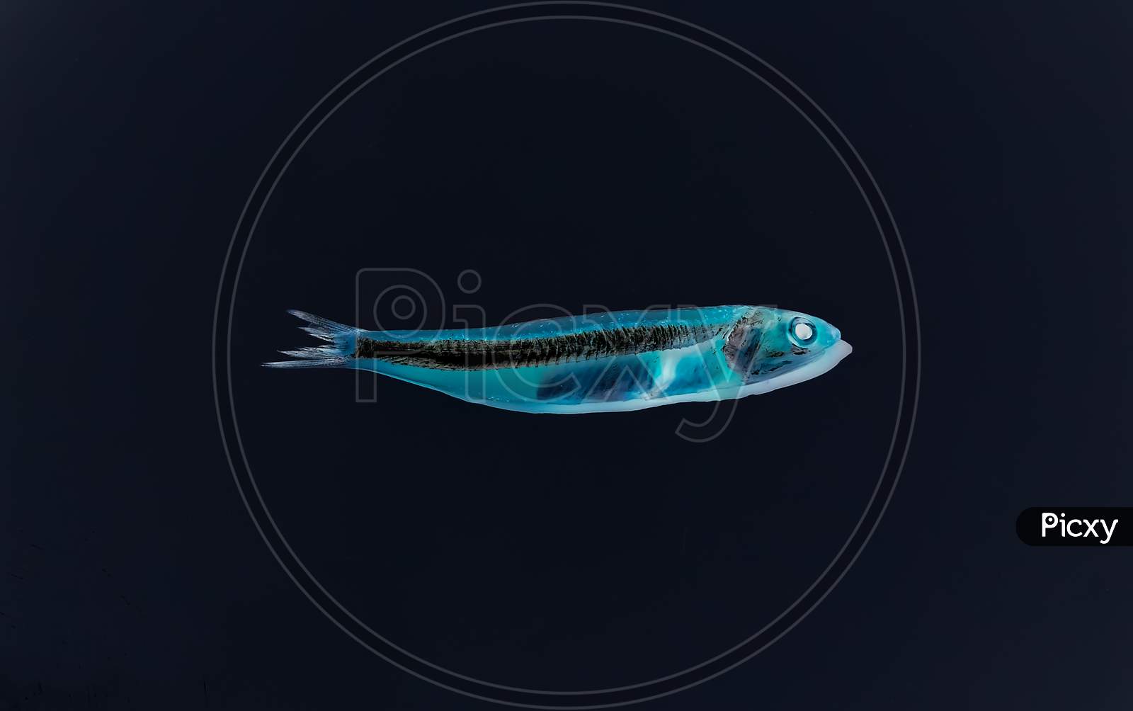 The Indian anchovy (Stolephorus indicus) fish, negative invert image