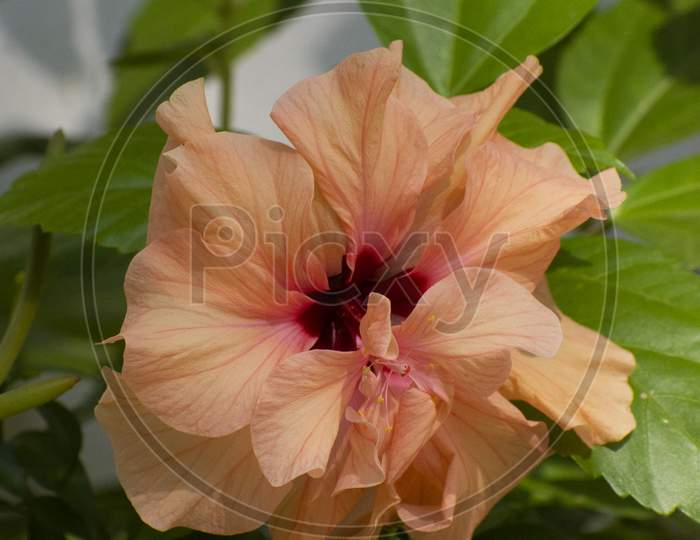 Hibiscus Rosa-Sinensis, Known Colloquially As Chinese Hibiscus, China Rose, Hawaiian Hibiscus