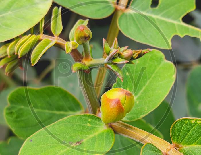 Small Flower Buds And Green Leaves On Flower Plant