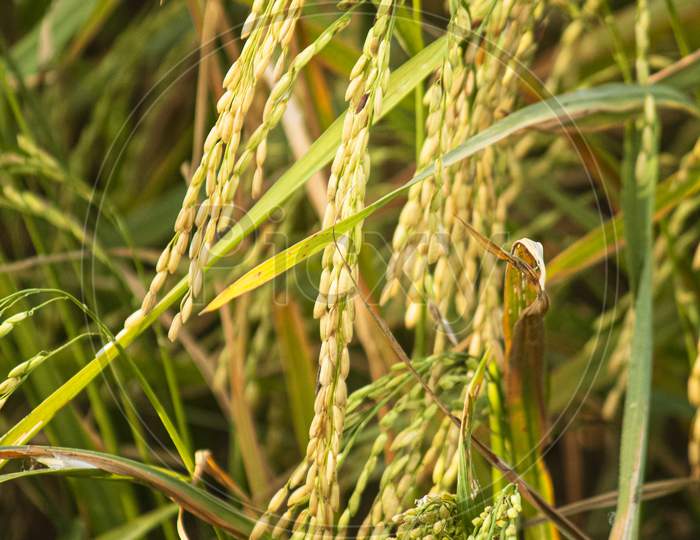 Golden color rice at paddy tree
