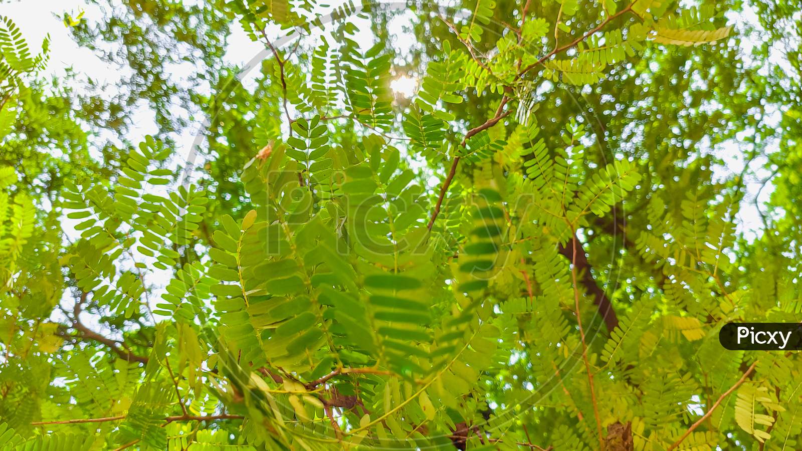 Image Of Small Green Leaves Of Tamarind Tree Yu Picxy