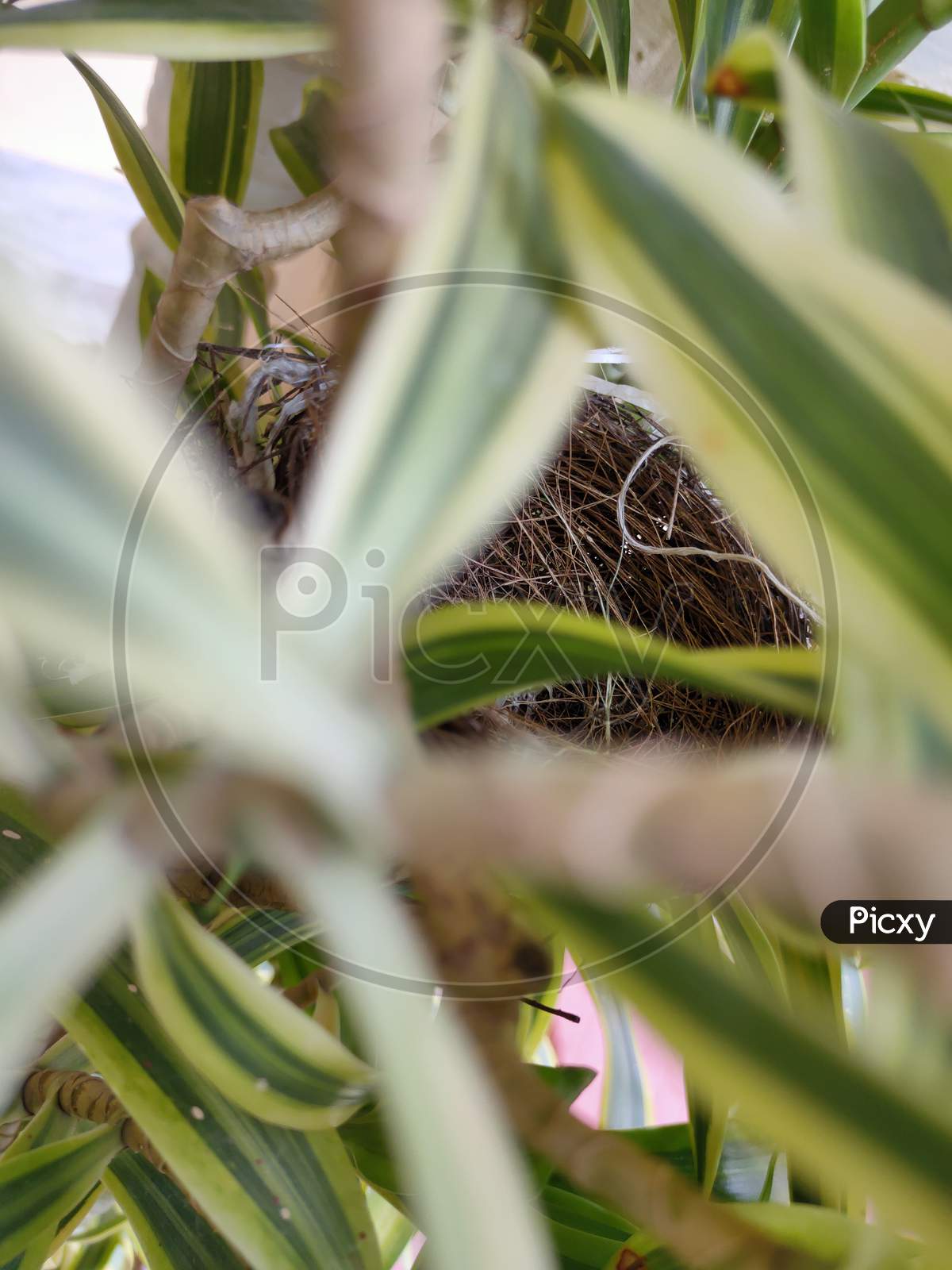 Nest inside tree
