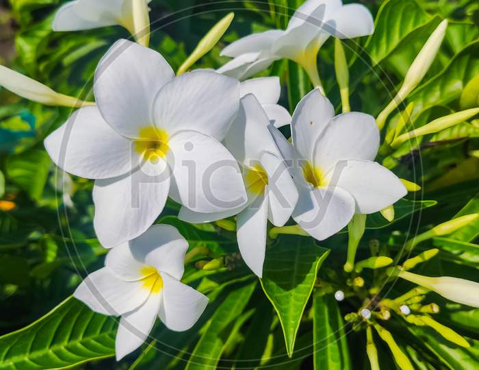 White Crepe Jasmine Flower With Green Leaves
