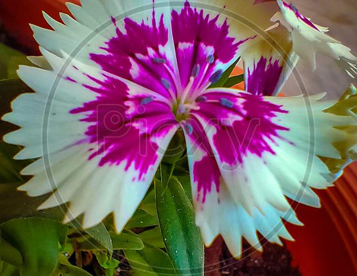 Magenta Flower