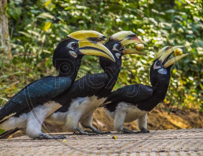 Hornbills of Tripura