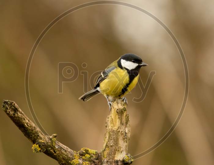 Agile Great Tit, Parus Major, Perched On top of old apple tree in Winter