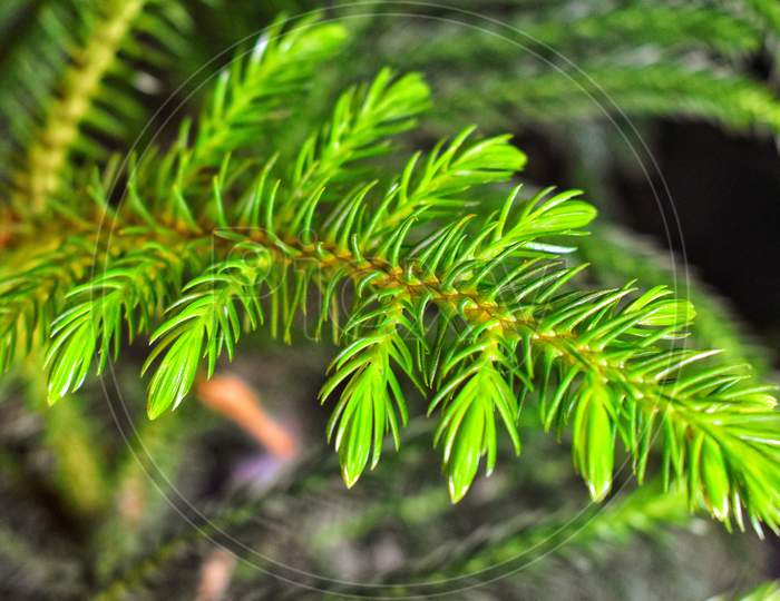 Pine Leave