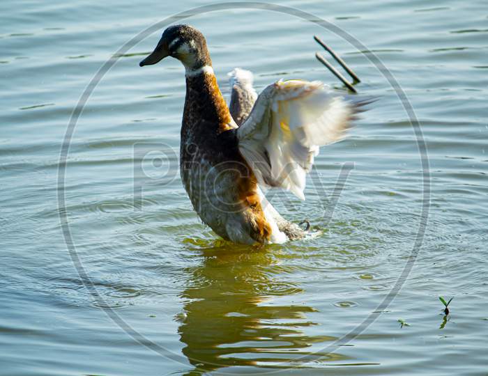 A close shot of Duck playing on water