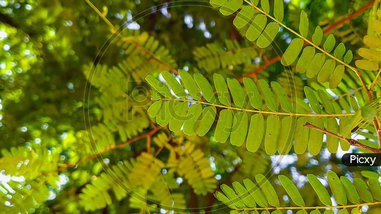 Image Of Small Green Leaves Of Tamarind Tree Jc5419 Picxy